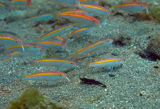 Parupeneus chrysopleuron (Temminck & Schlegel, 1843)